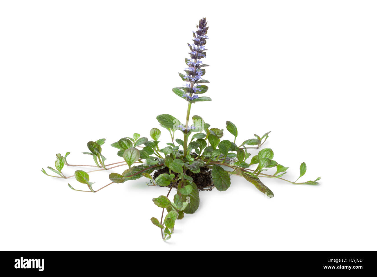 Blühende Pflanze Ajuga auf weißem Hintergrund Stockfoto