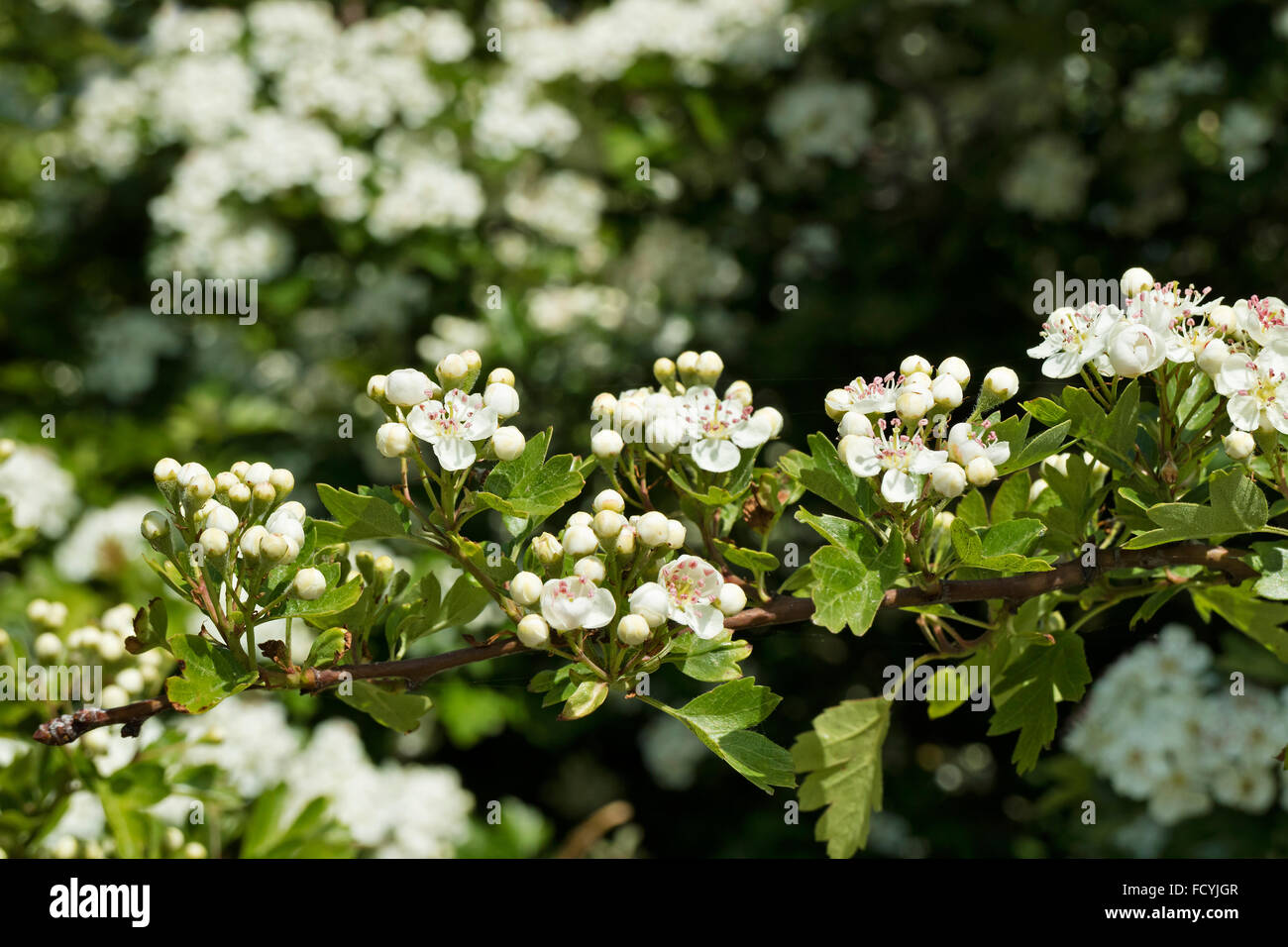 Strauch oder baum mit dornen Fotos und Bildmaterial in hoher