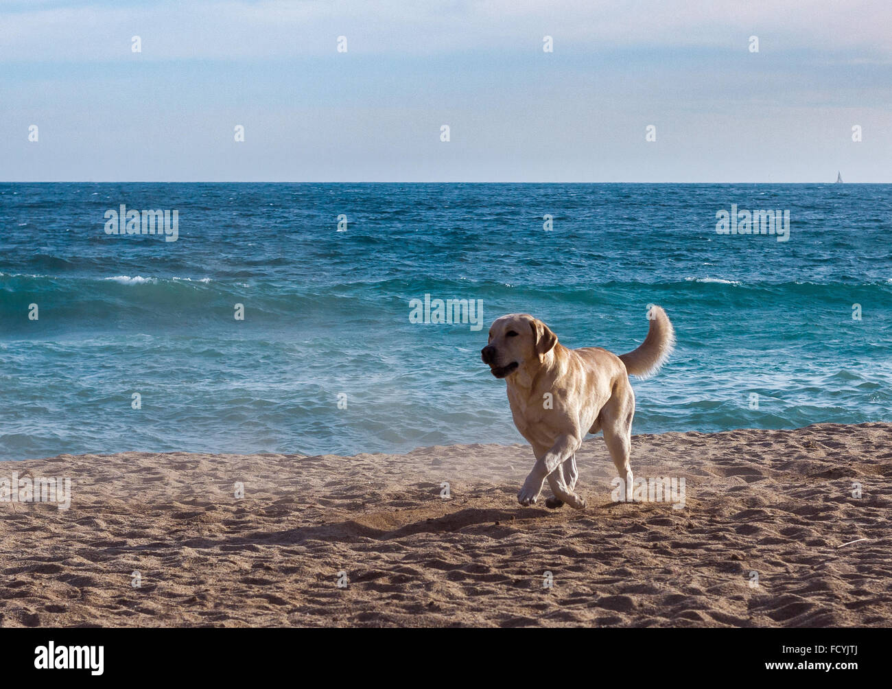 Hund spielen im Sand des Strandes Stockfoto