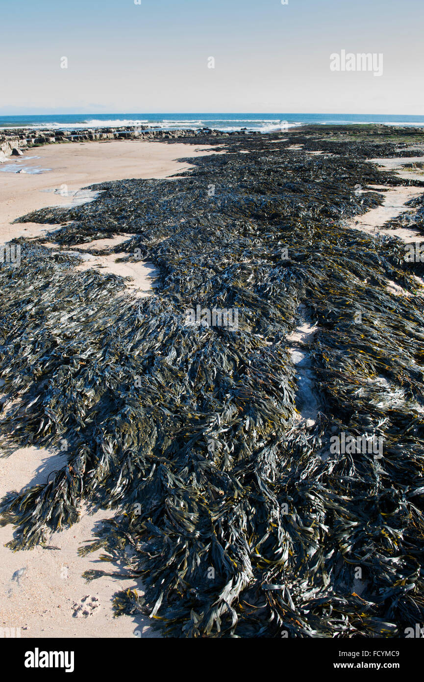 Fucus Serratus. Algen / Zahnriemen Wrack an der Küste von Northumberland. UK Stockfoto