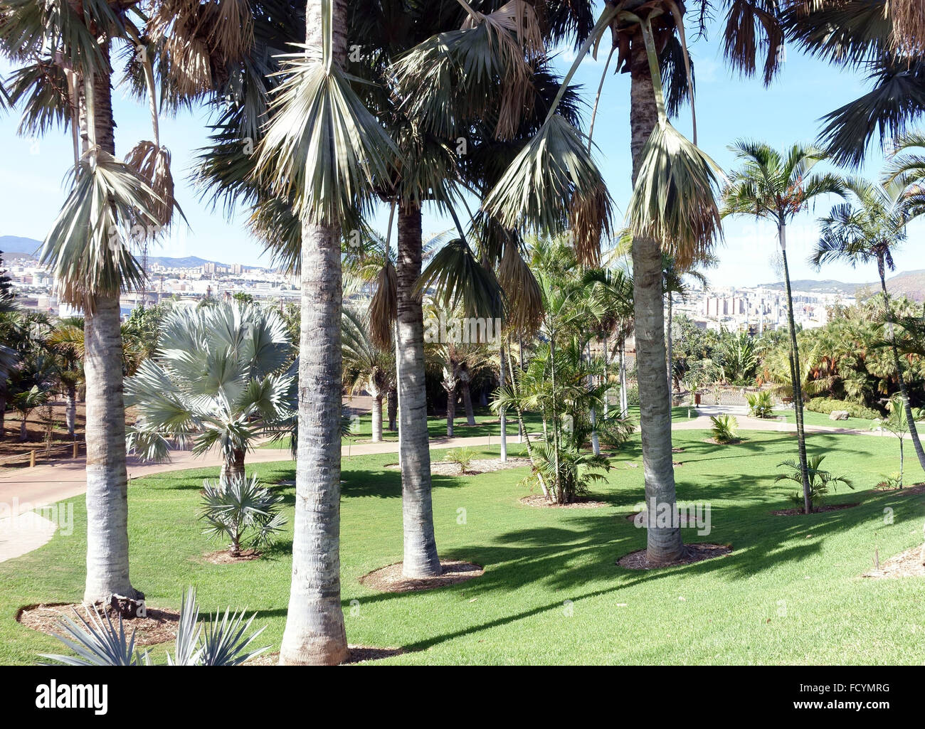 Palmetum botanischen Gärten in Santa Cruz De Tenerife, hat eine der größten Sammlungen von Palmen in Welt Stockfoto