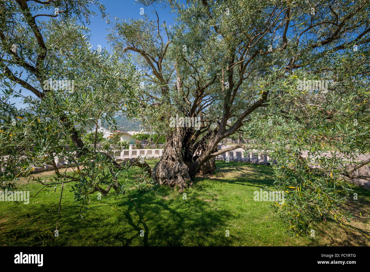 Der älteste Olivenbaum Stockfotografie Alamy