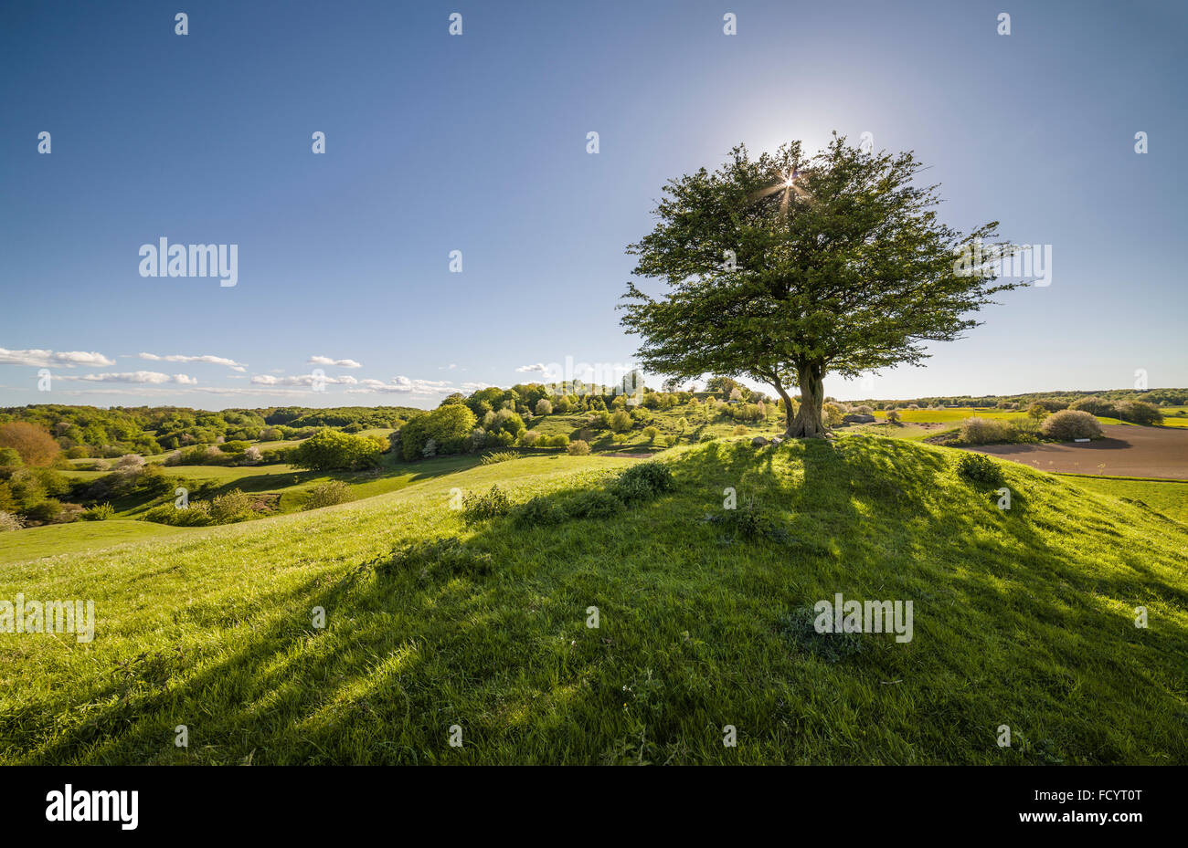 Einsamer Baum gegen die Sonne in einer wunderschönen Landschaft, Skane, Osterlen, Schweden. Skandinavien. Stockfoto