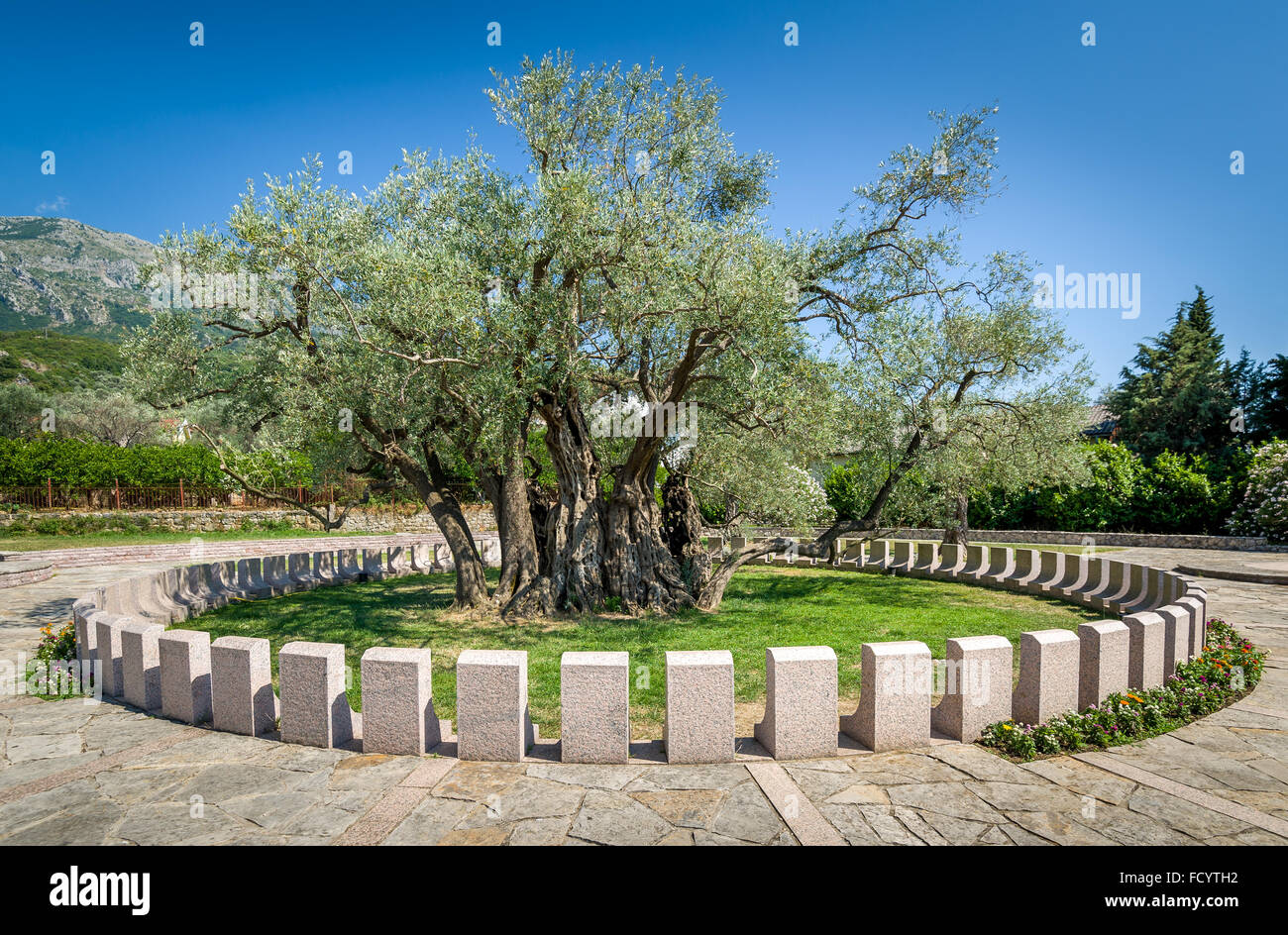 Alter Olivenbaum Stara Maslina Wich ist mehr als 2000 Jahre alt in Montenegro Stockfoto