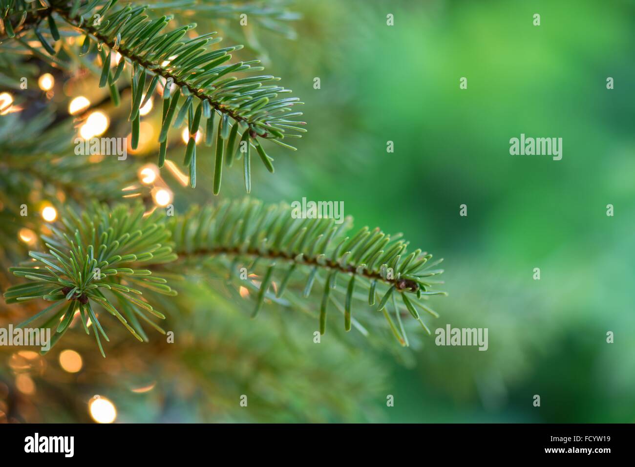 frischen grünen Weihnachtsbaum Nahaufnahme Hintergrund mit Textfreiraum Stockfoto