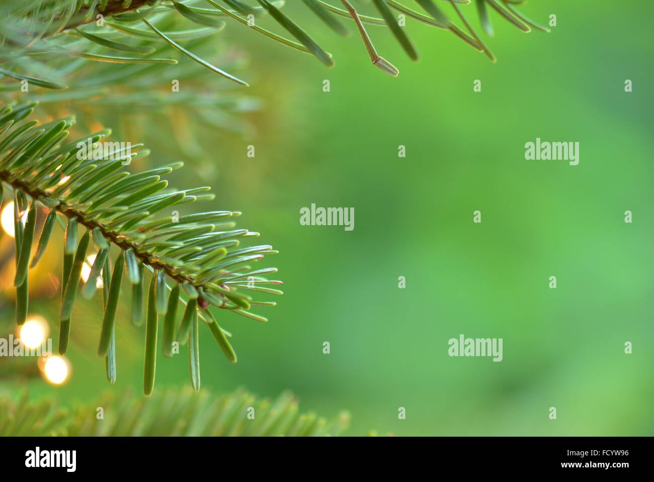 frischen grünen Weihnachtsbaum Nahaufnahme Hintergrund mit Textfreiraum Stockfoto