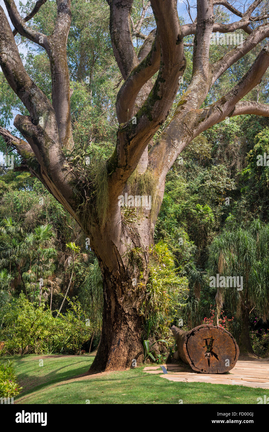 Inhotim Botanischer Garten und Museum für zeitgenössische Kunst, Belo Horizonte, Minas Gerais, Brasilien Stockfoto