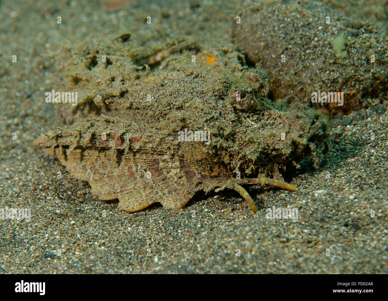 Demon Stinger Drachenköpfe, Inimicus Didactylus, Seitenansicht auf Sand in Tulamben, Bali, Indonesien Stockfoto