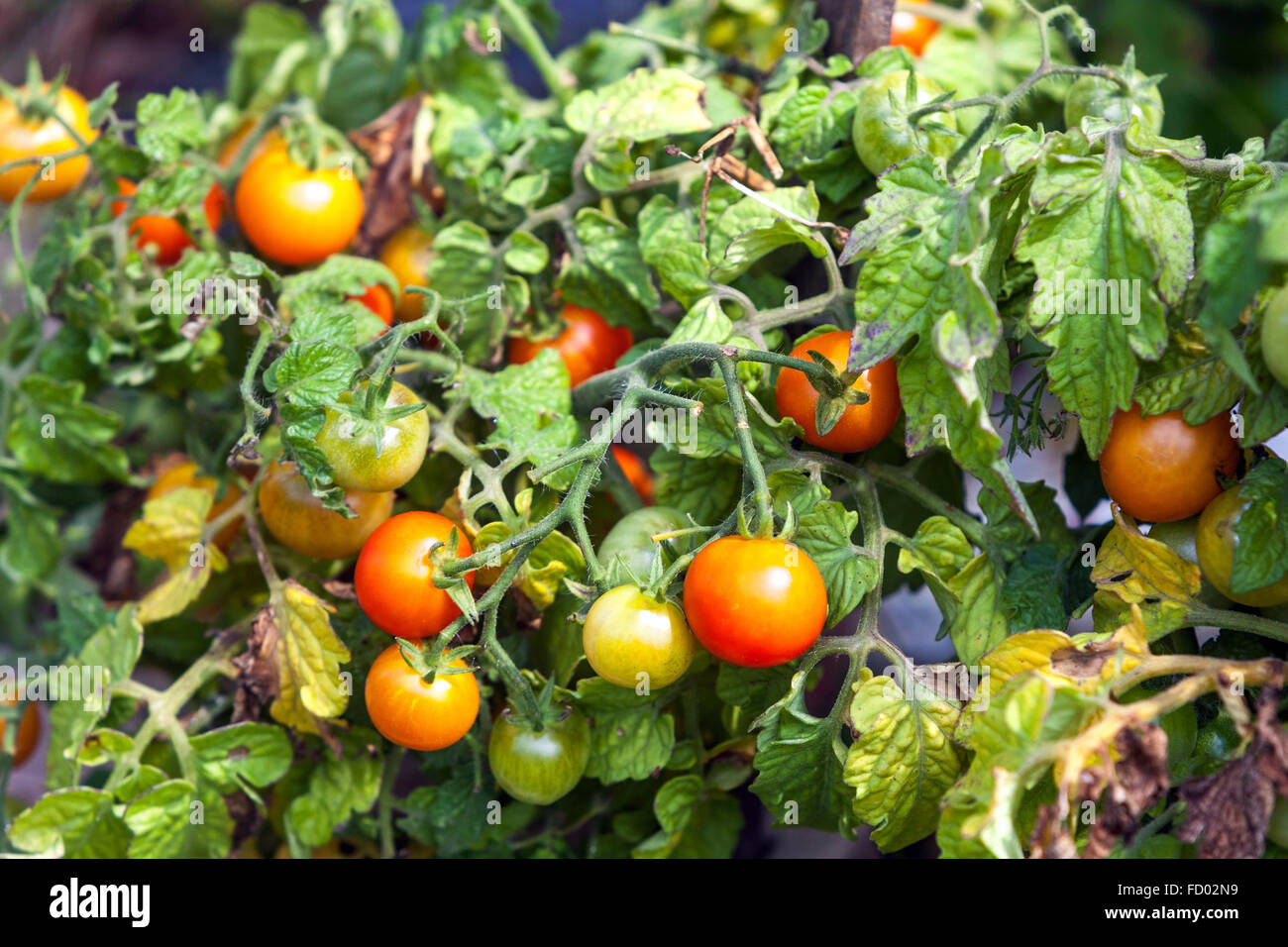 Tomaten Reifen am Rebstock Stockfoto