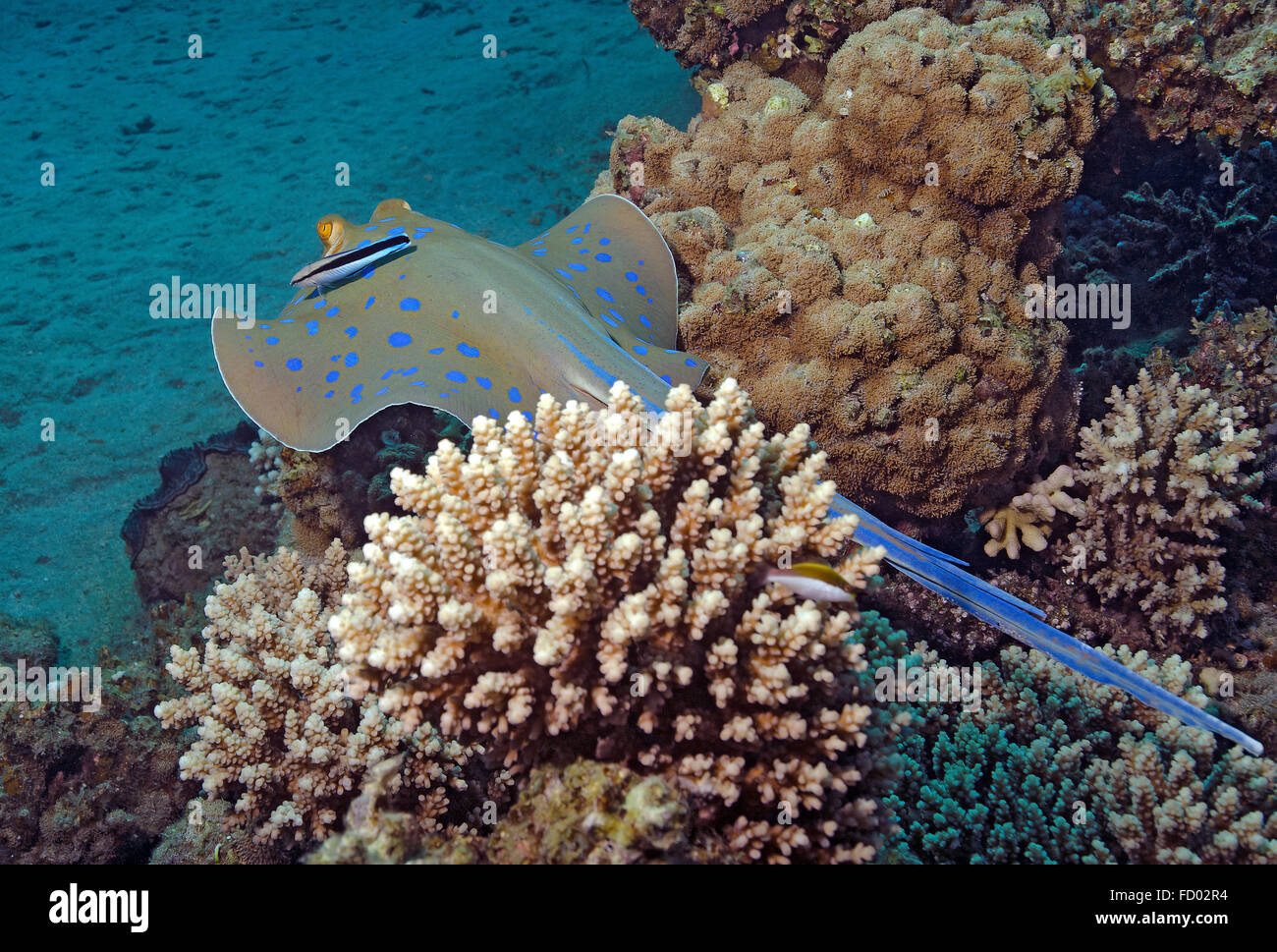 Bluespotted Ribbontail Stingray, Taeniura Lymma mit Bluestreak Reinigungsmittel Wrasse, Labroides Dimidiatus, Korallenriff, Marsa Alam Stockfoto
