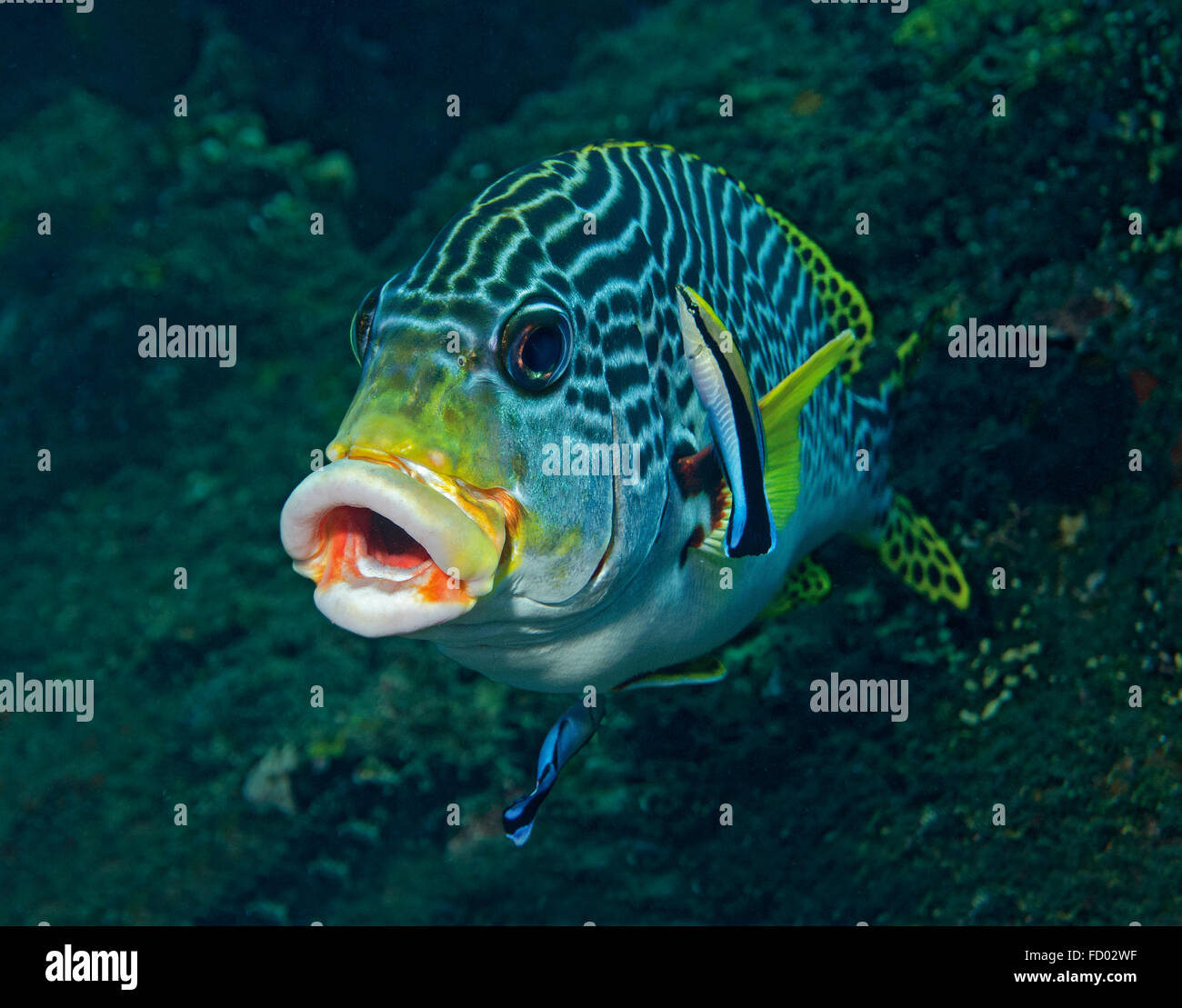 Indischen Ozean Orientalische Süßlippen, Plectorhinchus Vittatus mit Bluestreak Reinigungsmittel Wrasse; Labroides Dimidiatus; Tulamben; Bali; Stockfoto