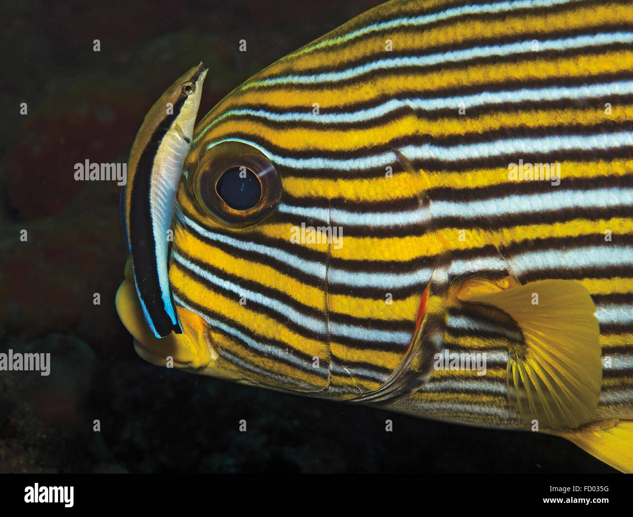 Beschenkung Süßlippen, Plectorhinchus Polytaenia mit Bluestreak Reinigungsmittel Wrasse; Labroides Dimidiatus; Tulamben; Bali; Indonesien Stockfoto