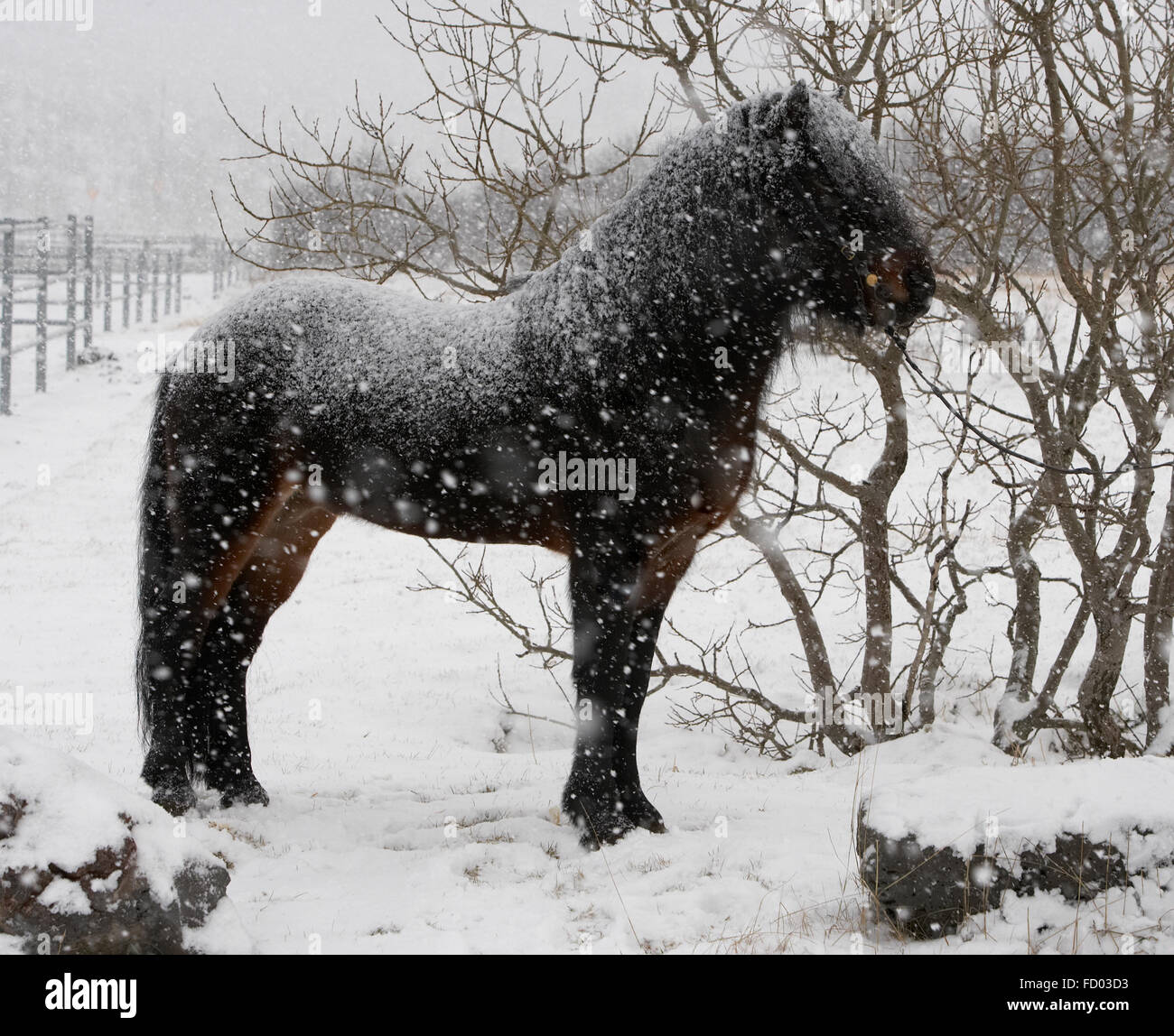 Islandpferd Im Schnee Winter Island Stockfotografie Alamy