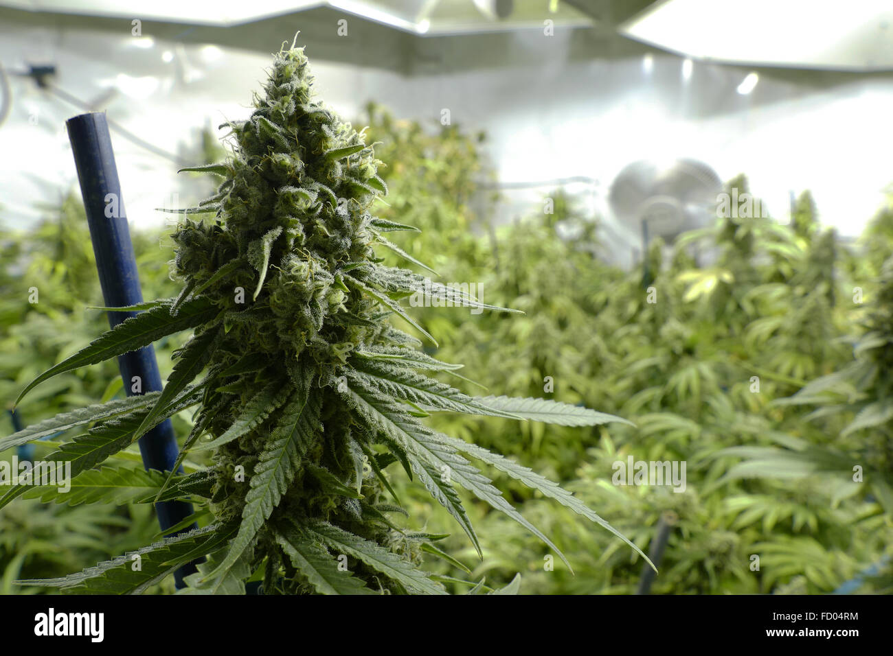 Großen Marihuana Knospe auf Zimmerpflanze unter Lichtern auf Cannabis-Farm Stockfoto