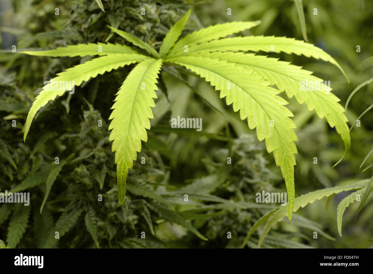 Große Marihuanablatt auf Indoor Cannabis-Pflanze Stockfoto