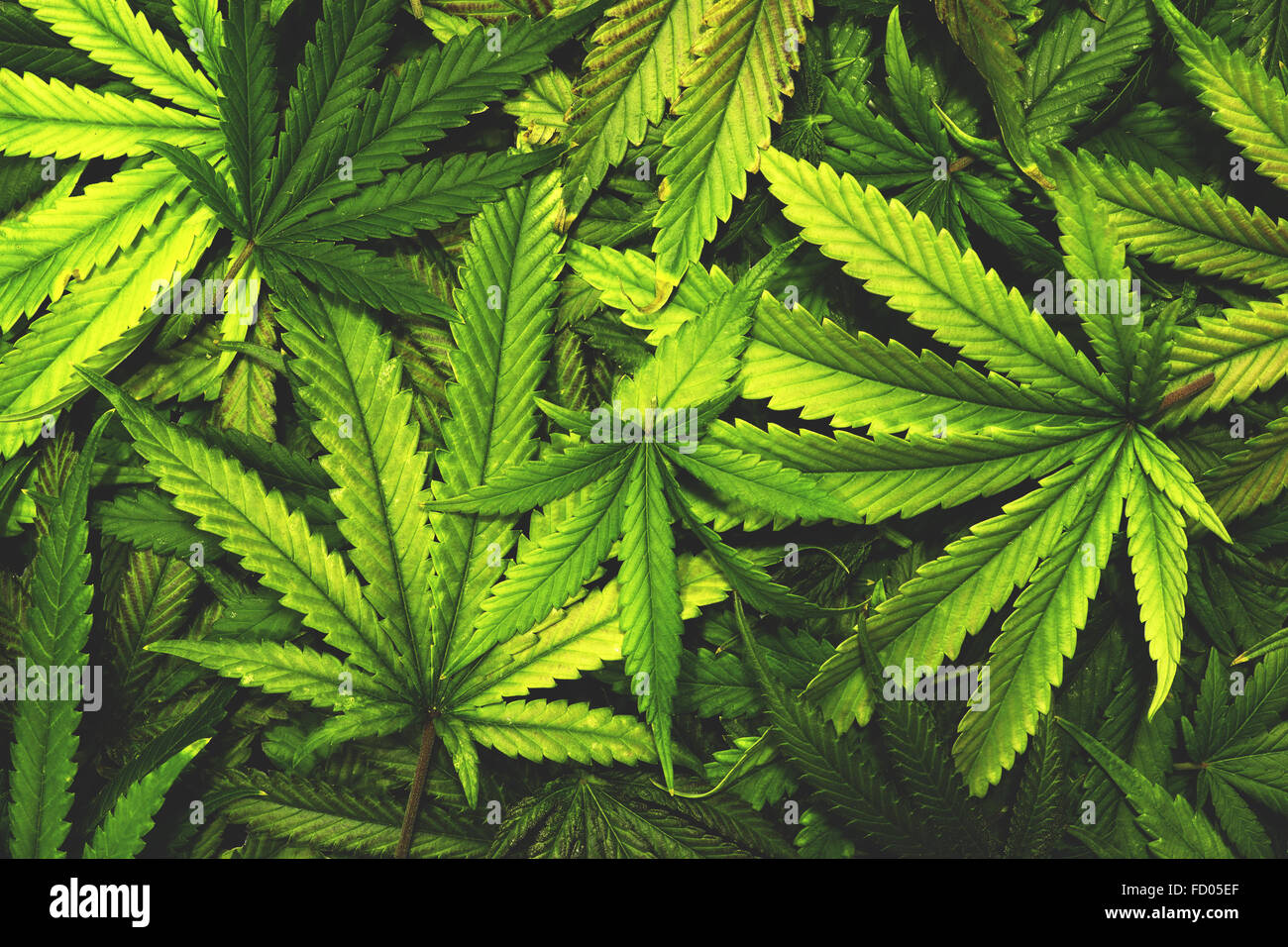 Cannabis Textur Marihuana Blatt Haufen Hintergrund mit flach Vintage-Stil Stockfoto