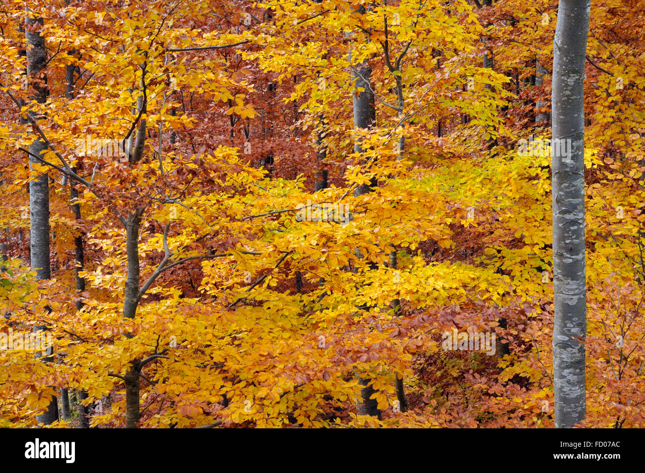 Italien Ligurien Aveto Regional Park, Wald im Herbst in der Nähe von Monte Penna Stockfoto