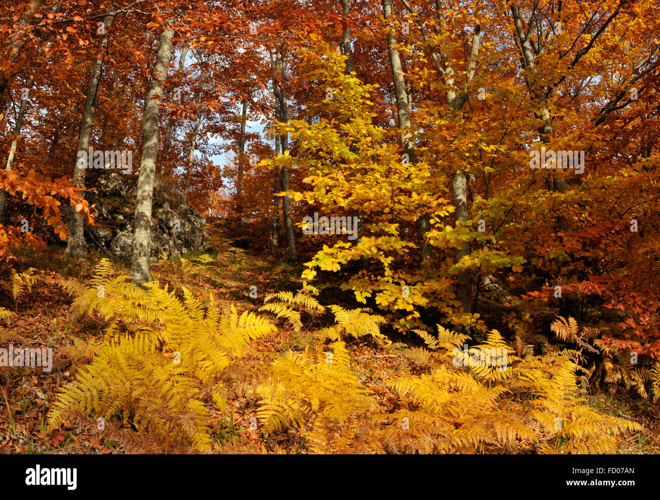 Italien Ligurien Aveto Regional Park, Wald im Herbst in der Nähe von Monte Penna Stockfoto