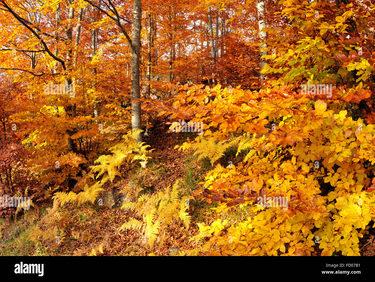 Italien Ligurien Aveto Regional Park, Wald im Herbst in der Nähe von Monte Penna Stockfoto