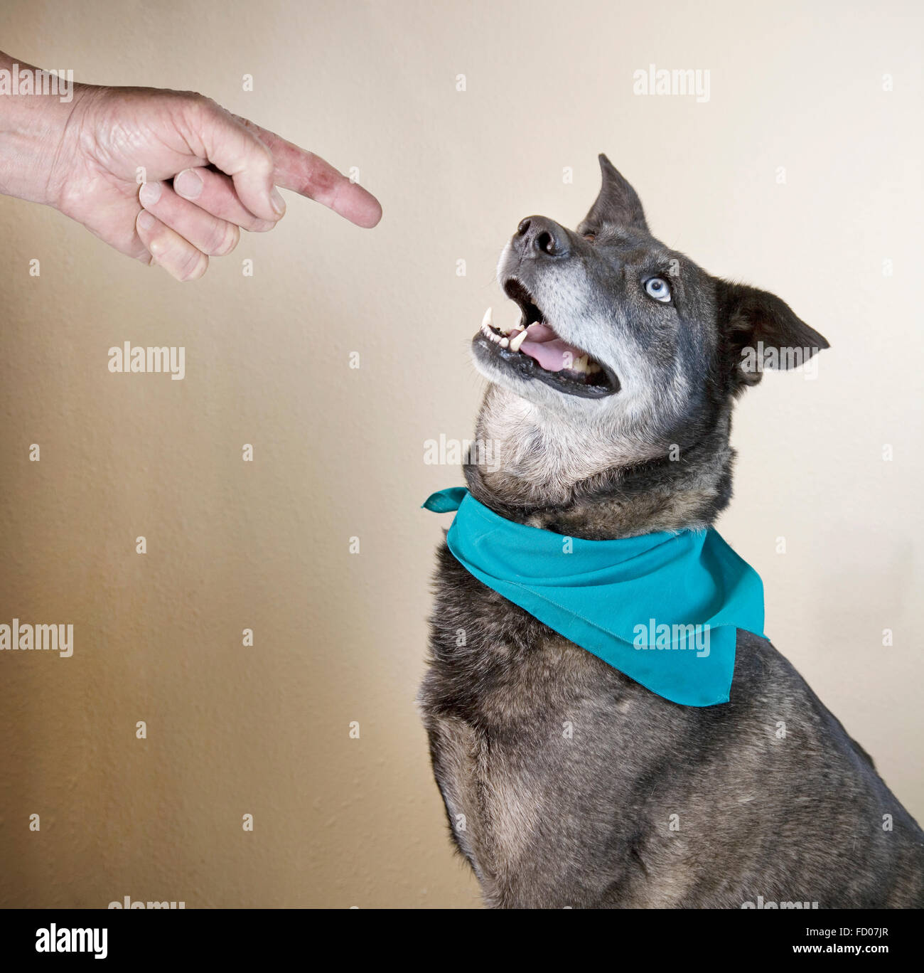 Ein gut ausgebildeter Hund hüten seines Meisters "sitzen" Befehl Stockfoto