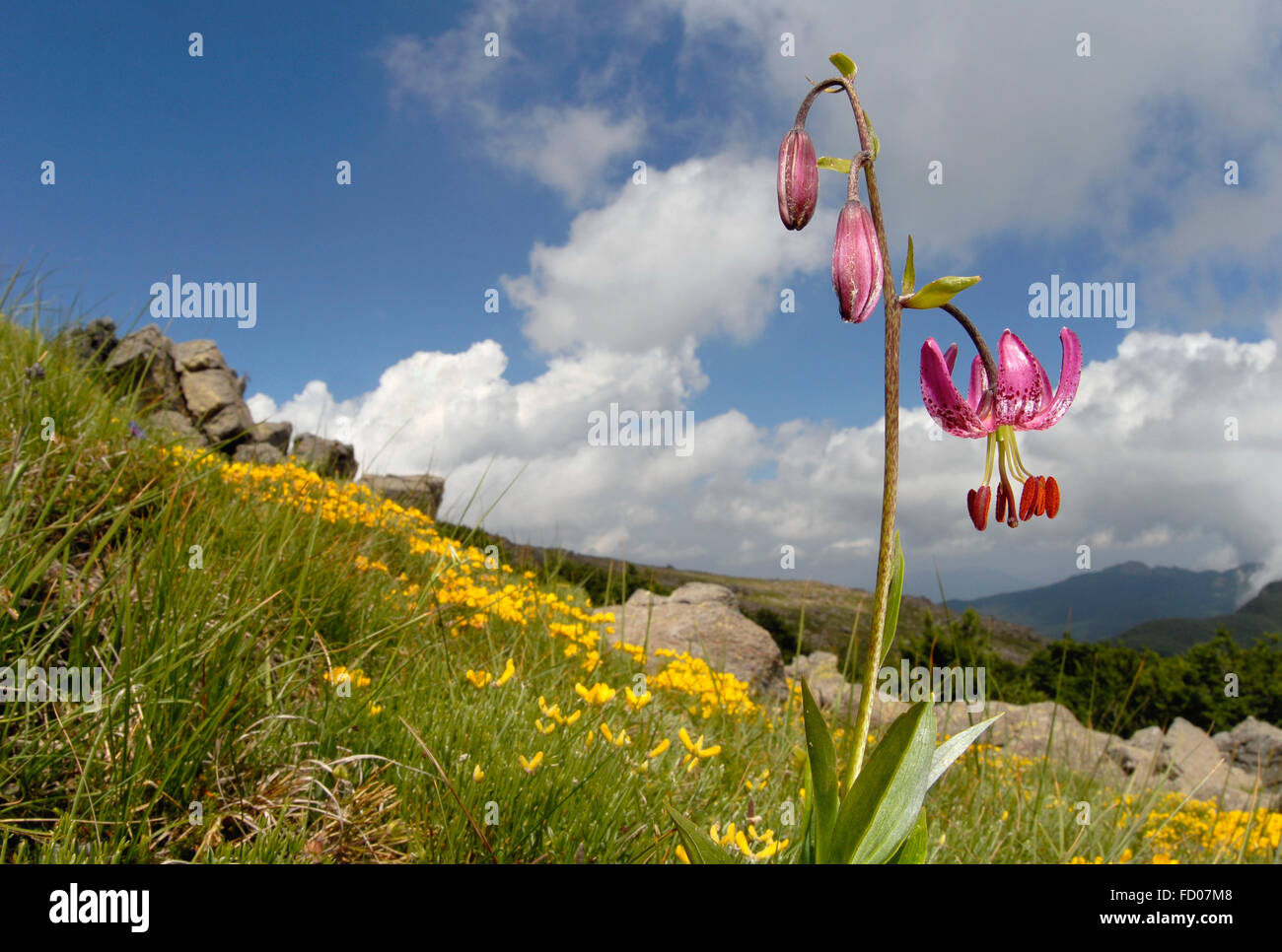 Italien Ligurien Monte Aiona Martagon-Lilie, Lilium Martagon, europäischen Naturschutz Stockfoto