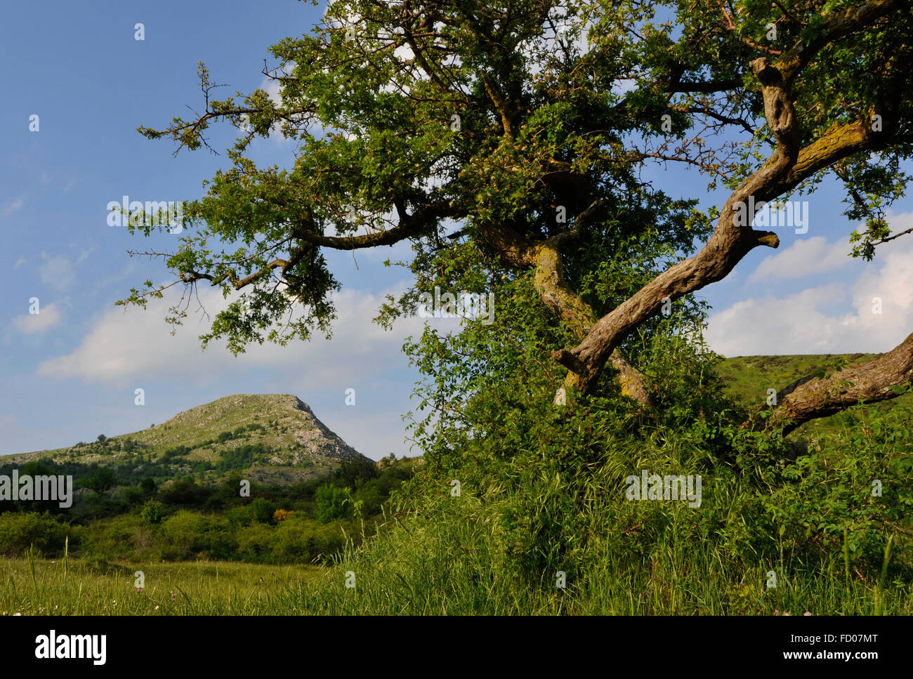 Italien, Ligurien, Regionalpark der Aveto, Feuchtgebiet plant Telefonat Stockfoto