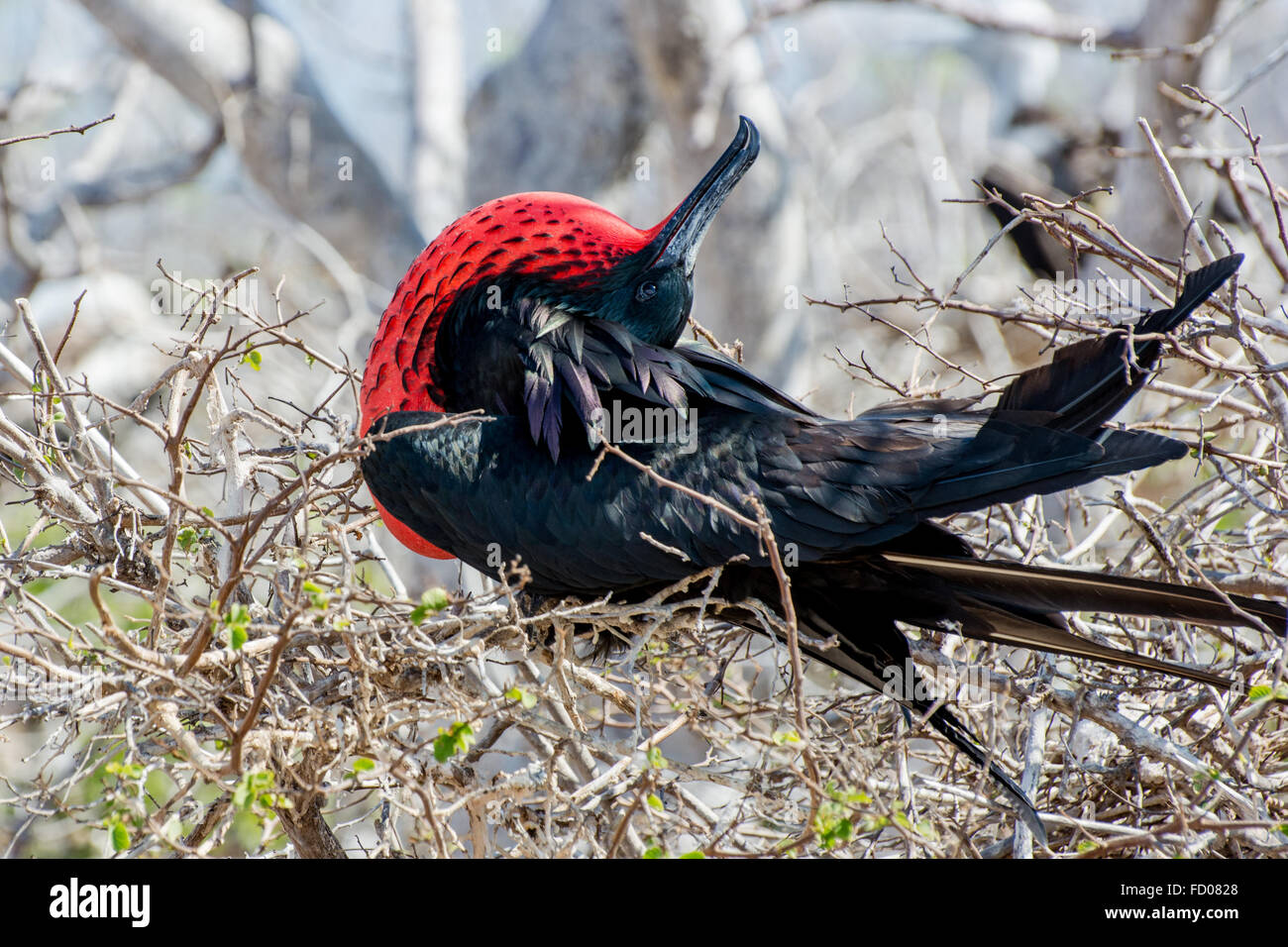 Einen männlichen Fregattvogels Anzeige seinen Kehlsack um Freunde zu gewinnen. Stockfoto