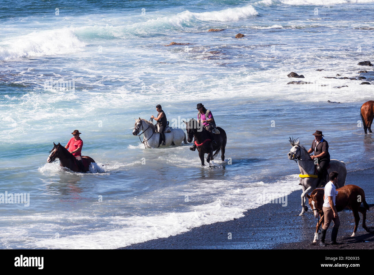 Die jährliche rituelle Baden der Pferde im Meer am Playa La Enramada, La Caleta, im Rahmen der Fiestas von San Sebastian. Jedes y Stockfoto