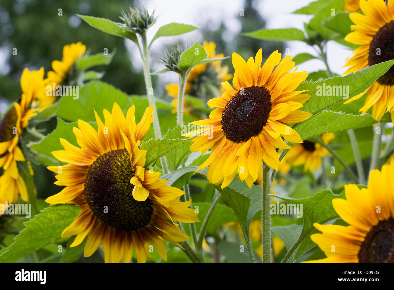 Helianthus Annuus "Solar Power" Blumen. Stockfoto