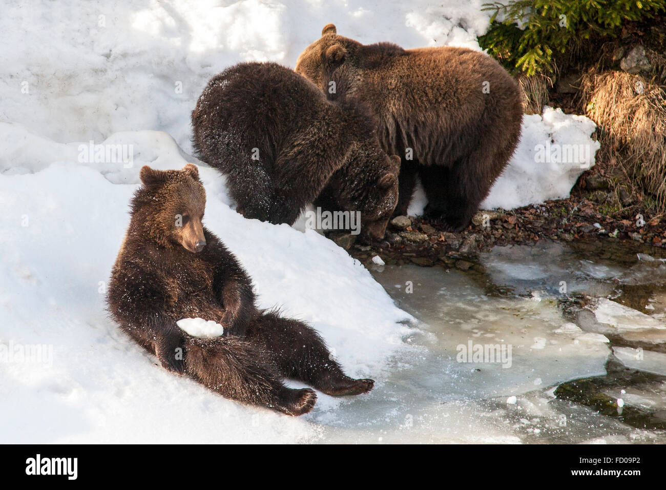Familie der eurasischen Braunbären (Ursus Arctos Arctos) in den Schnee im winter Stockfoto