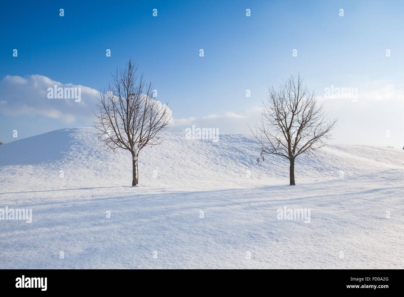 Zwei einsame Bäume in einer Winterlandschaft unter blauem Himmel Stockfoto