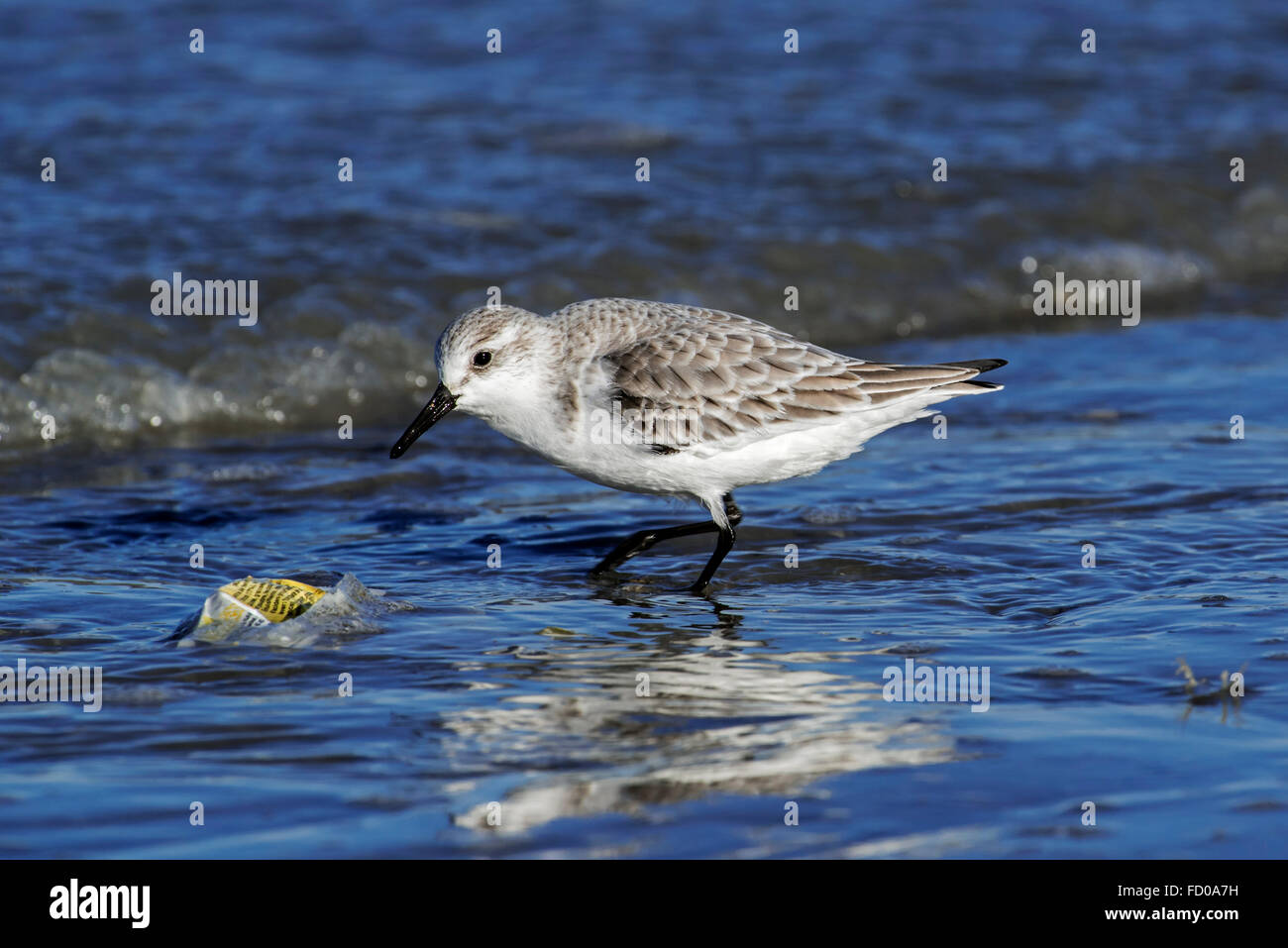 Sanderling (Calidris Alba) in nicht-Zucht Gefieder Kommissionierung auf Plastikverpackung gewaschen am Strand entlang der Nordseeküste im winter Stockfoto