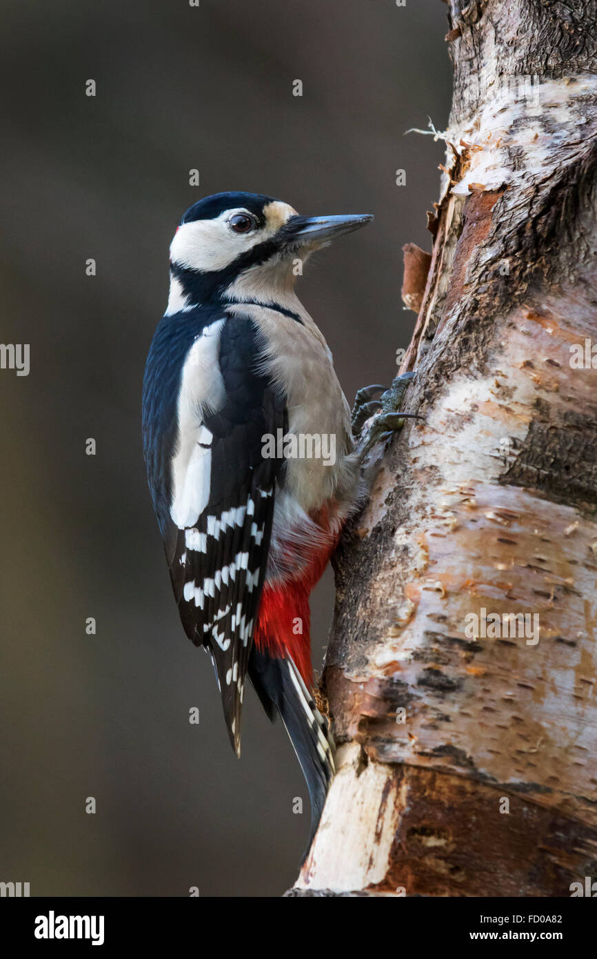 Buntspecht / größere Spotted Woodpecker (Dendrocopos großen) männlich Futtersuche auf Birke Baumstamm Stockfoto
