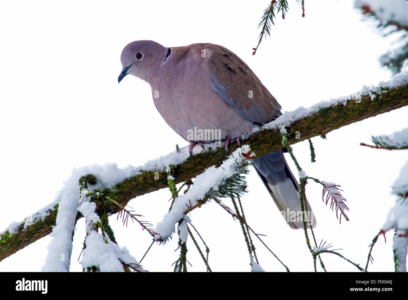 Eurasian collared Dove (Streptopelia Decaocto) thront in Pinie im Schnee im winter Stockfoto