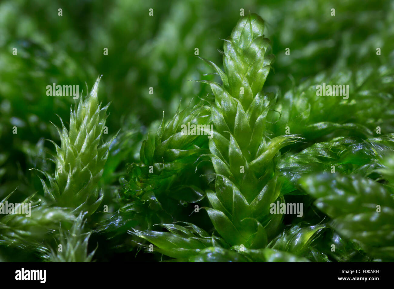 Zypresse-leaved Zopf-Moos / Hypnum Moos (Hypnum Cupressiforme) Nahaufnahme Stockfoto