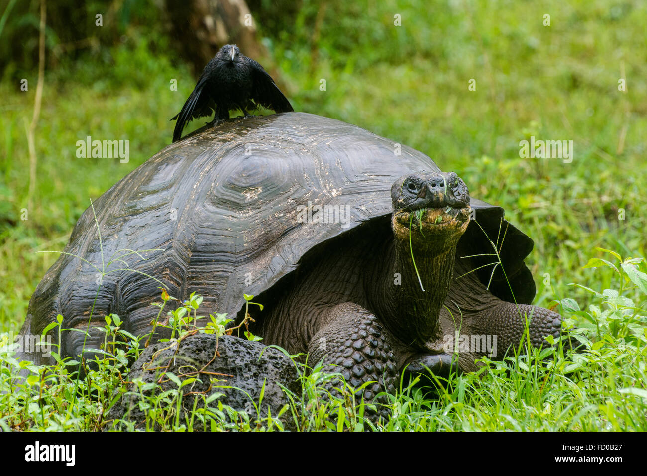 Eine native Galapagos-Schildkröte mit einem nicht native Ani sitzen an der Spitze. Stockfoto