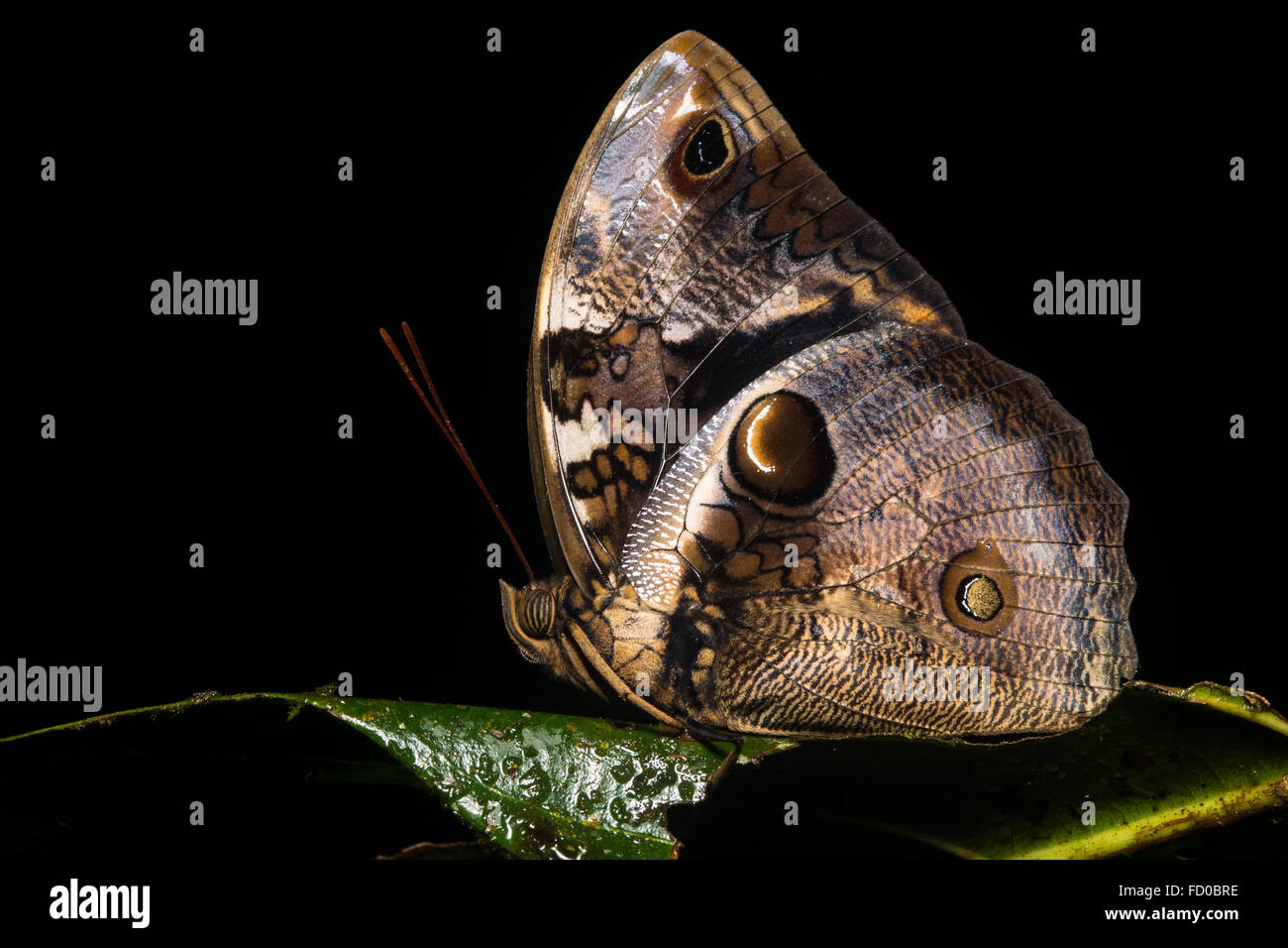 Ein Schmetterling in der Nacht, verwendet es die Augenflecken auf den Flügeln, um potenzielle Räuber zu betrügen. Stockfoto