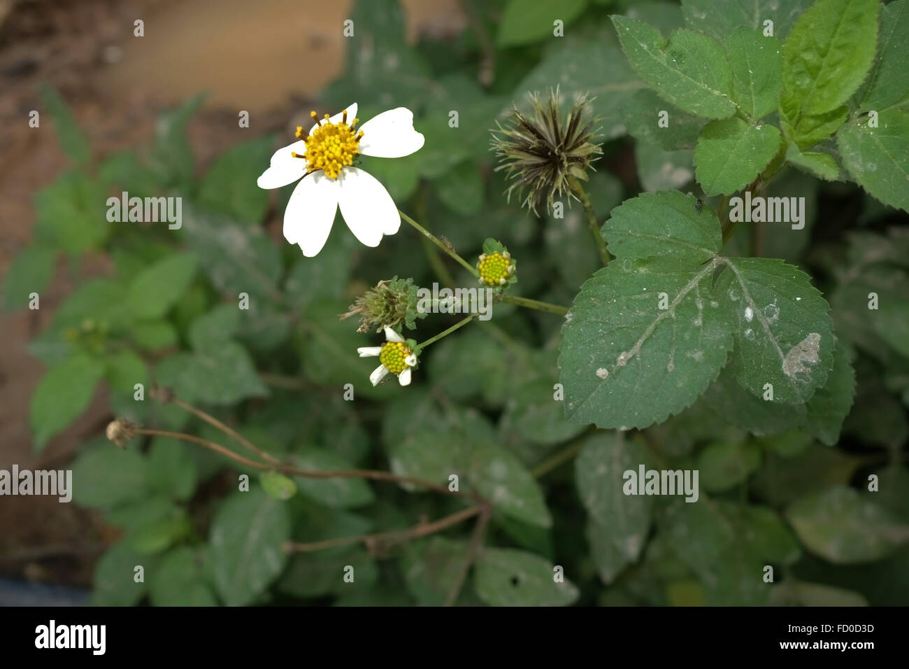 Blüte und Aussaat Pflanze des Hirten Nadeln, Beggarticks, Bidens Alba auf Abfall Boden durch die Halong Bucht, Vietnam Stockfoto