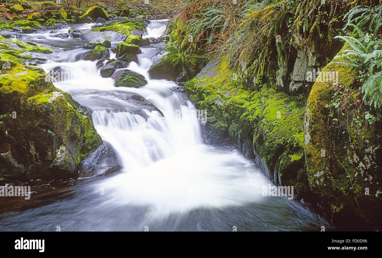 Ein kleiner Wasserfall entlang Sweet Creek im Bereich Küste der westlichen Oregon. Stockfoto