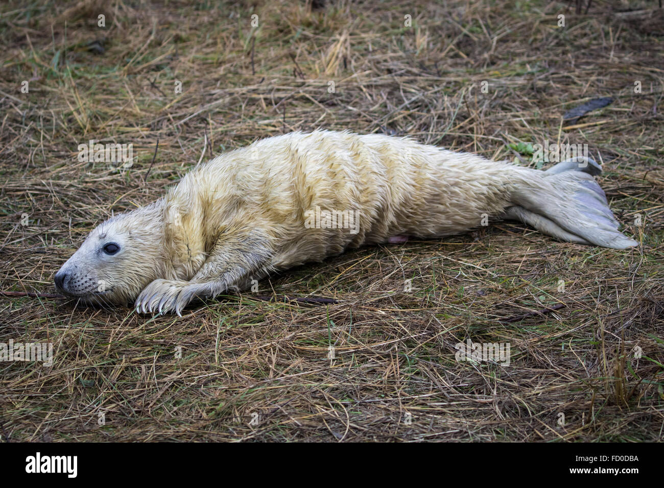 Neugeborenen Kegelrobben Pup auf Grass Düne. Donna Nook. Stockfoto