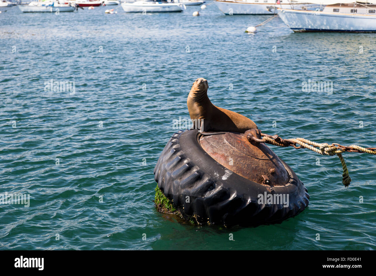 Sea Lion und Dichtung an der Pier in Monterey, Kalifornien, USA Stockfoto