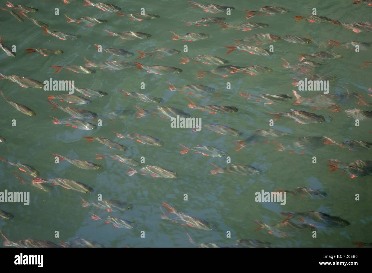 Alufolie Widerhaken, Barbonymus Schwanenfeldii, ein Schwarm Fische schwimmen im flachen Wasser am River Kwai Stockfoto
