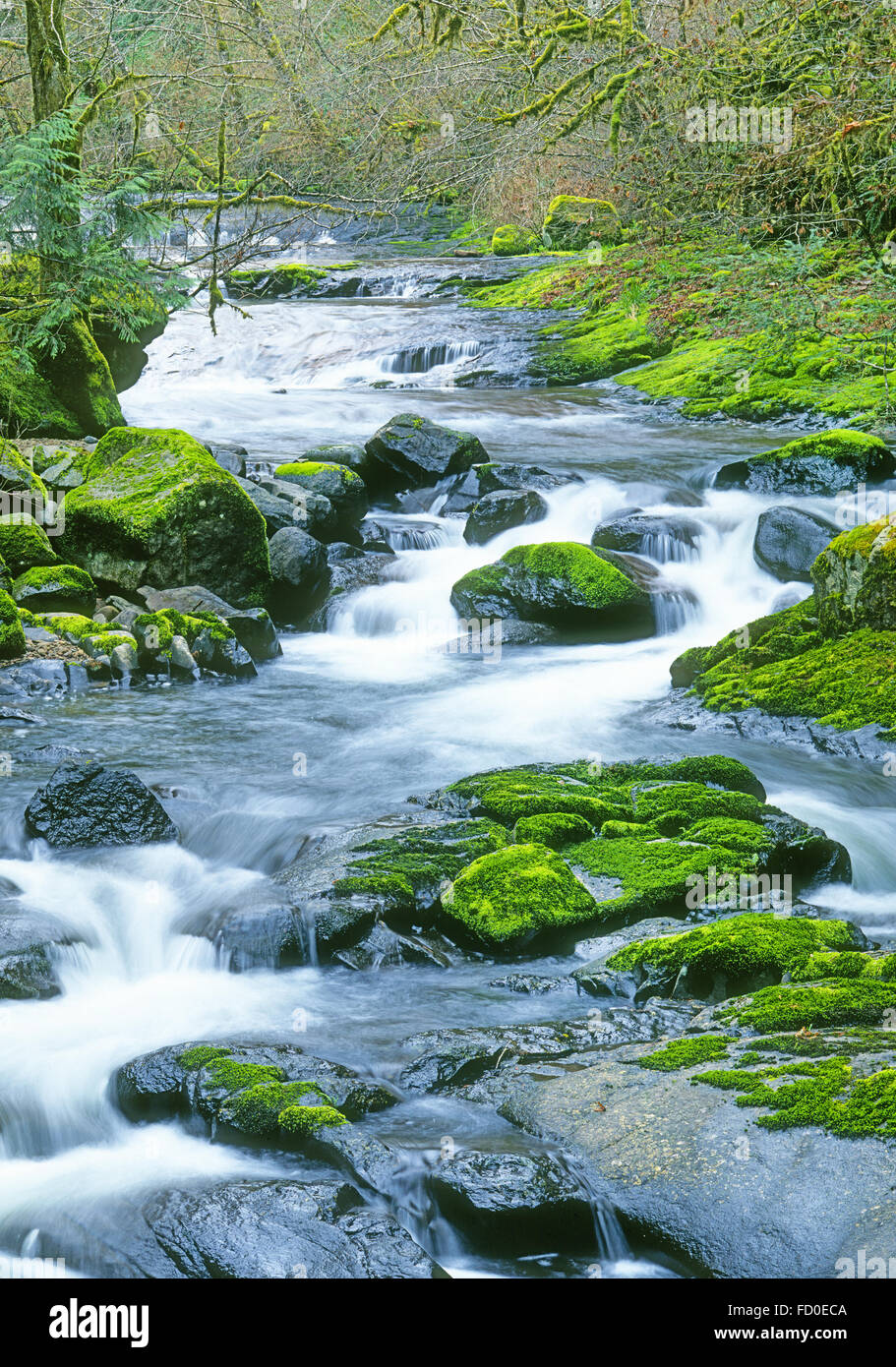 Das Moos bedeckt, Felsen und Sweet Bachufer, in der Küste Palette von westlichen Oregon Stockfoto