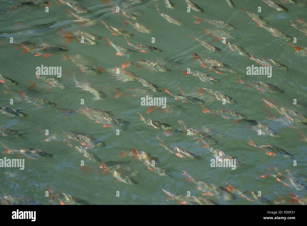Infoil Widerhaken, Barbonymus Schwanenfeldii, ein Schwarm Fische schwimmen im flachen Wasser am River Kwai Stockfoto