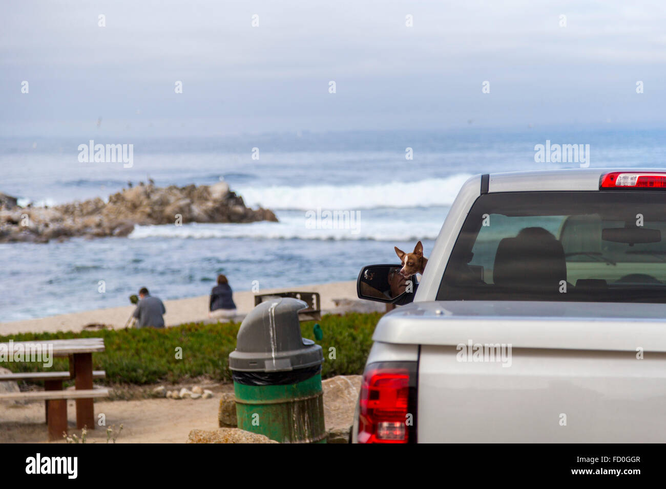 Kleiner Hund stossen seinen Kopf aus einem Autofenster in der Monterey Bay, California Stockfoto