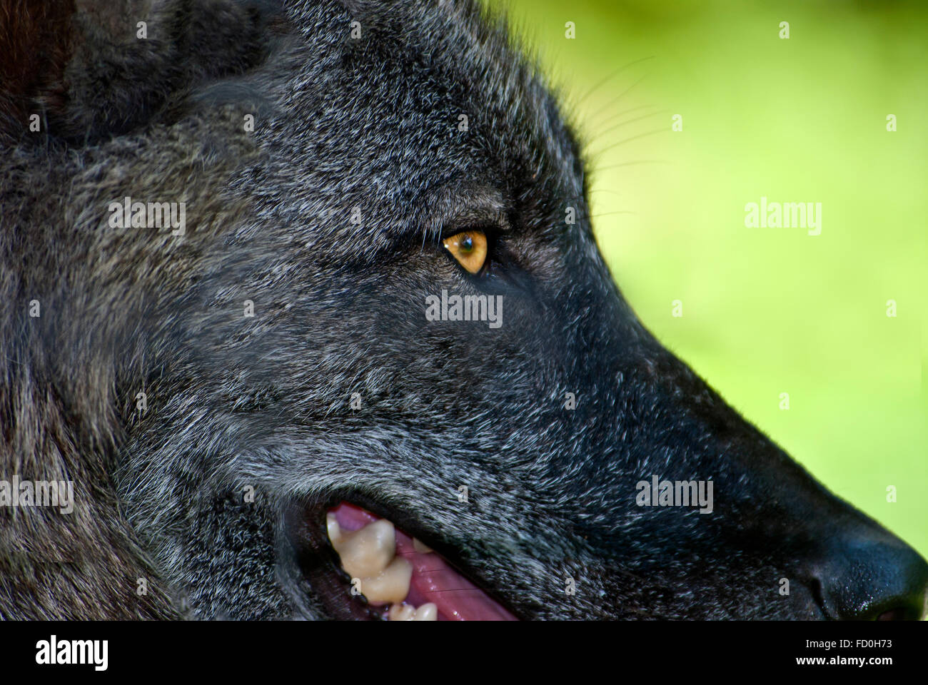 Grauer Wolf, Extreme Nahaufnahme Stockfoto