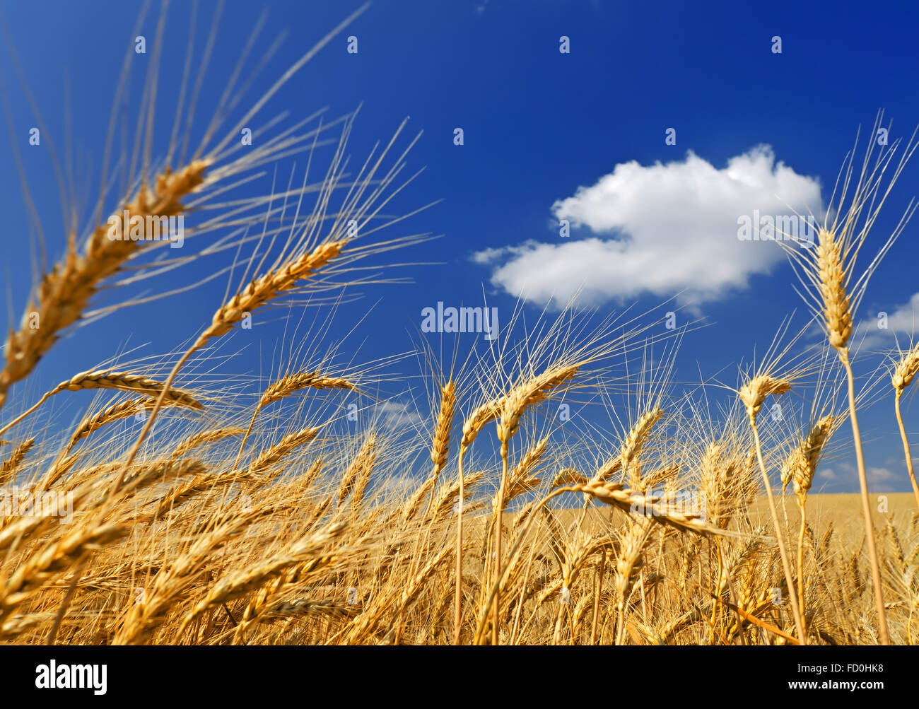 Weizenfeld gegen den blauen Himmel Stockfoto