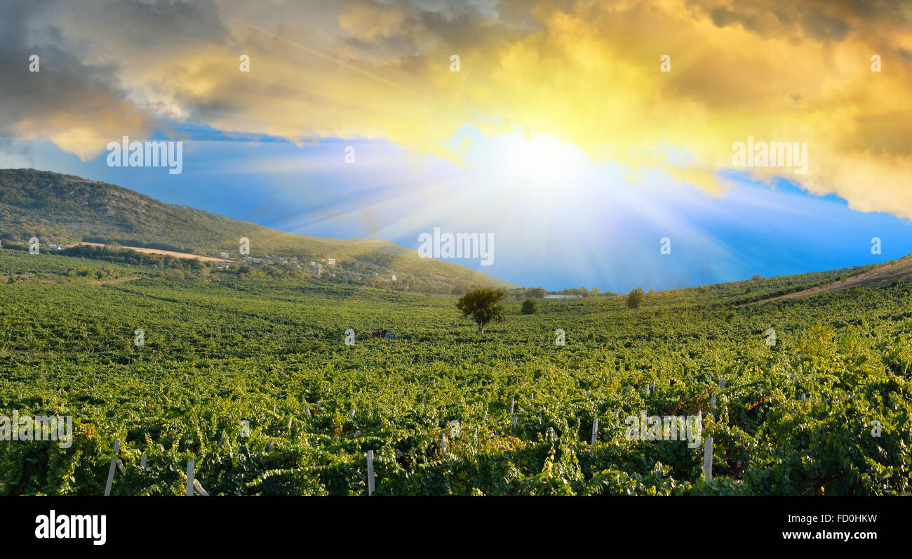 Sonnenaufgang in den Bergen über eine Traube Feld. Weinberge in die Krimberge Stockfoto