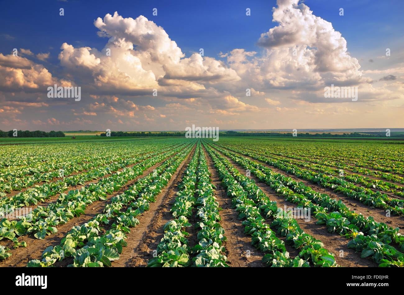 Wunderschönen Sonnenaufgang über den Kohlkopffeld Stockfoto