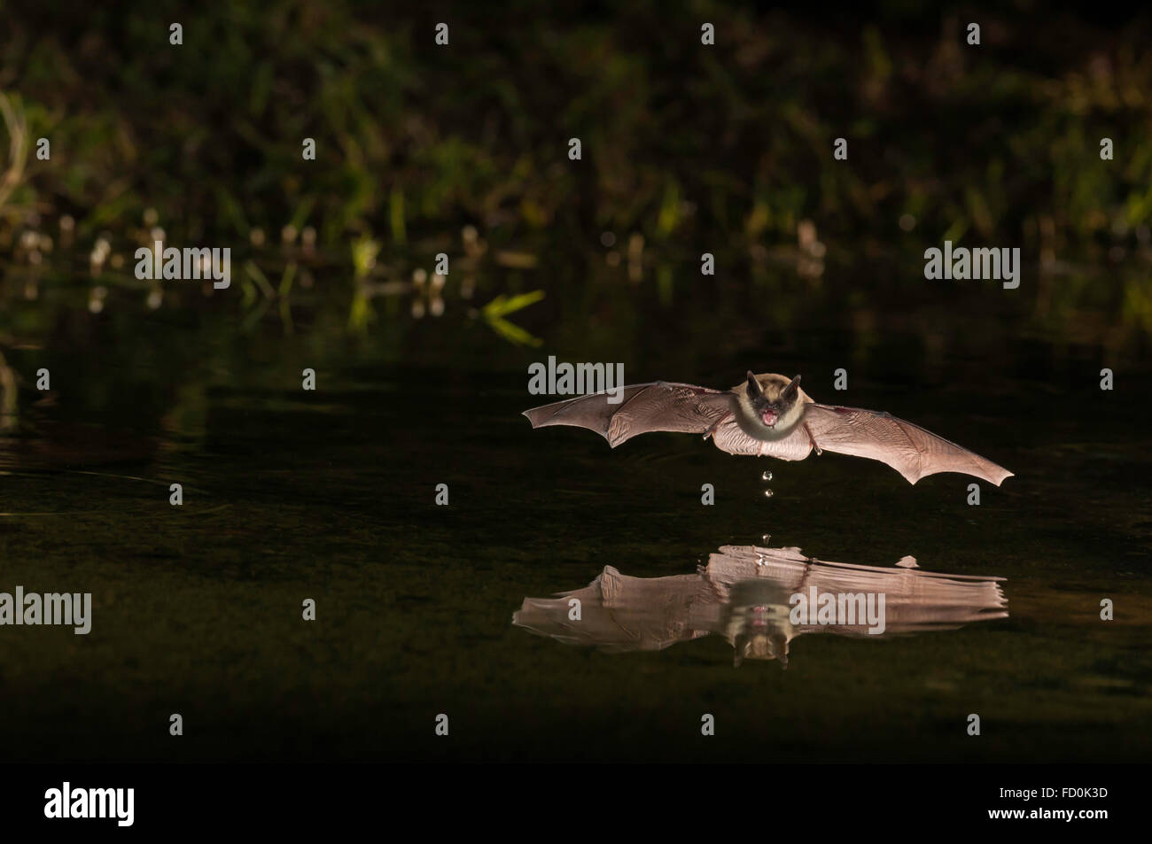 Große braune Fledermaus, Eptesicus Fuscus, Green Valley, Arizona, USA; ursprünglich aus Nordamerika, C-Amerika, Karibik & nördlichen Südamerika Stockfoto